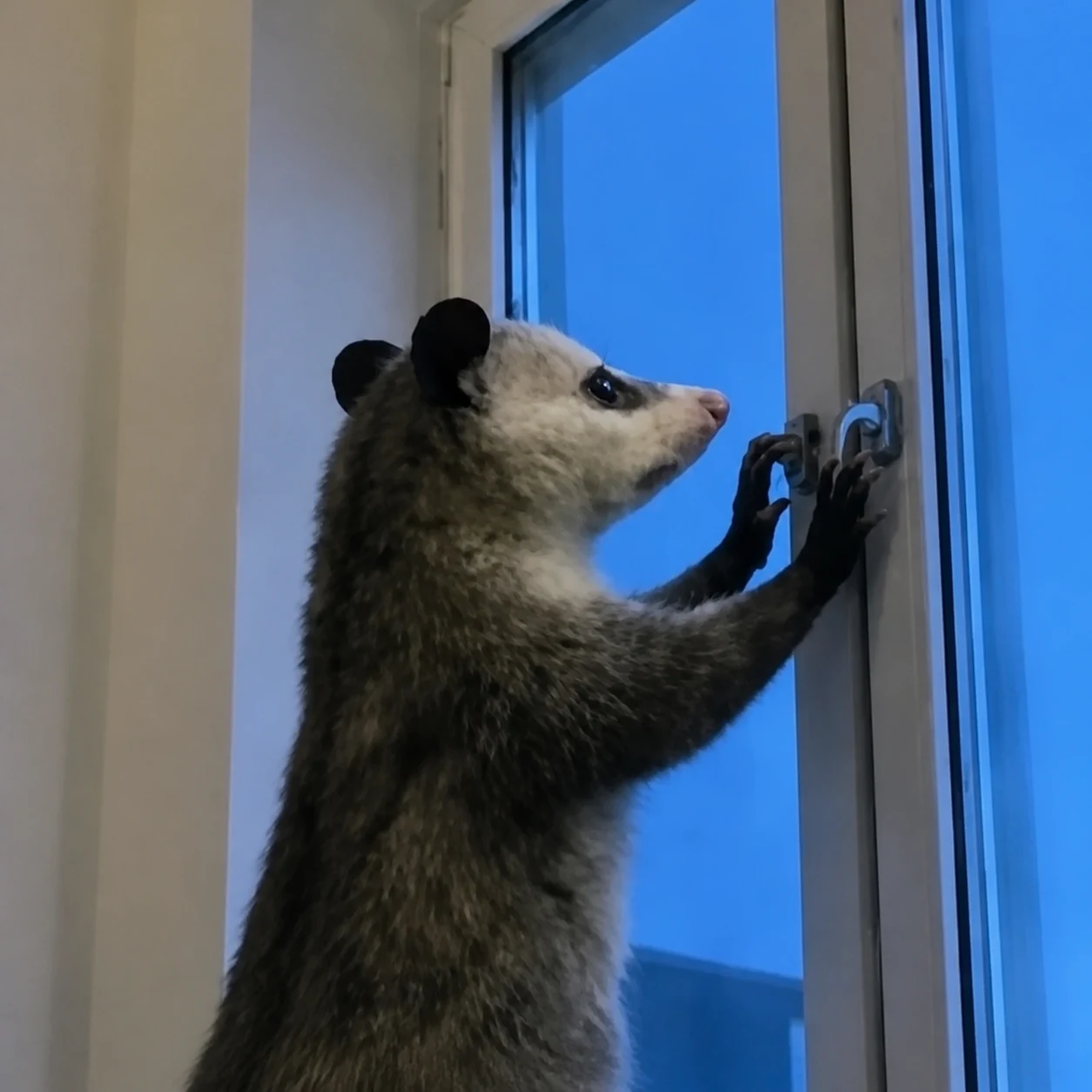 开窗负鼠 模板缩略图